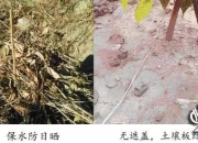 芒果幼苗种植与管理技术要点，关乎新产区新手种植户