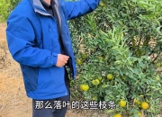 柑橘科11至12月的落叶炭疽病，竟如此影响明年产量