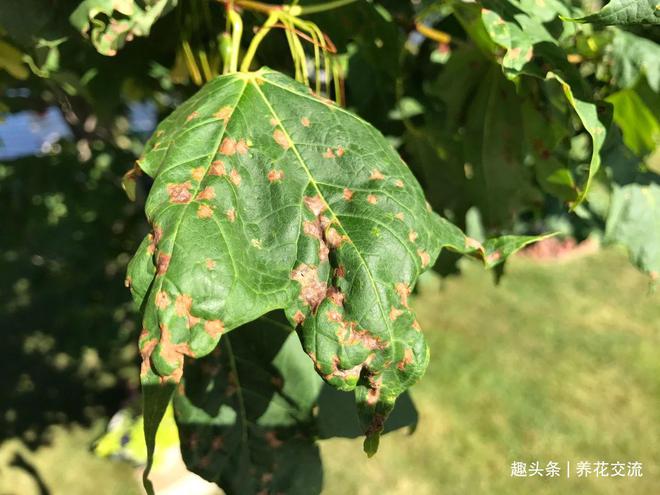 黑王子开花需要剪掉吗_黑王子开花后怎么处理_黑王子开花图片欣赏