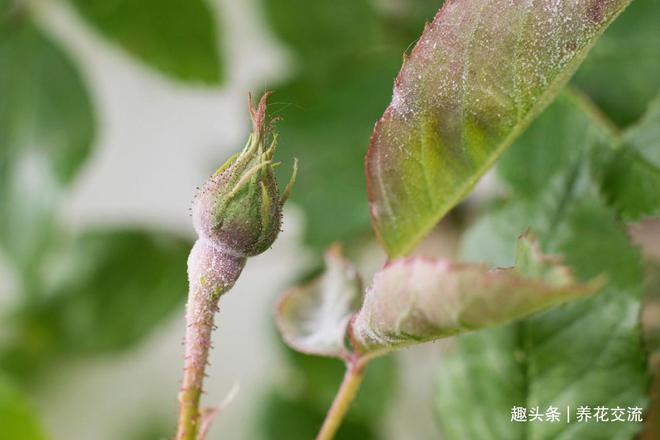 黑王子开花需要剪掉吗_黑王子开花后怎么处理_黑王子开花图片欣赏