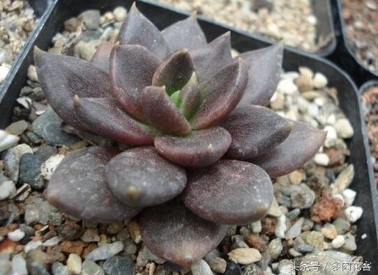 开花多肉黑王子怎么养_黑王子多肉开花_多肉植物黑王子
