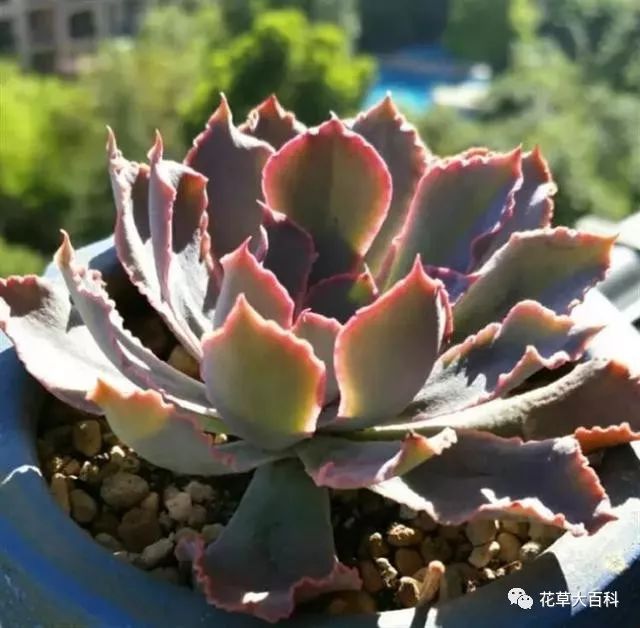 开花处理黑王子后怎么办_黑王子开花后怎么处理_开花处理黑王子后怎么养护