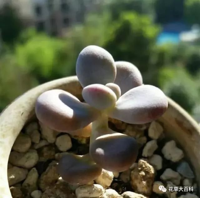 开花处理黑王子后怎么养护_开花处理黑王子后怎么办_黑王子开花后怎么处理