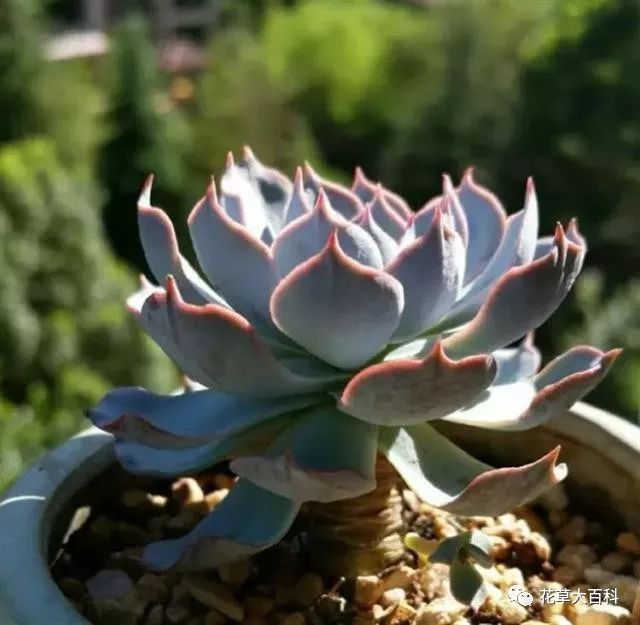 开花处理黑王子后怎么养护_开花处理黑王子后怎么办_黑王子开花后怎么处理