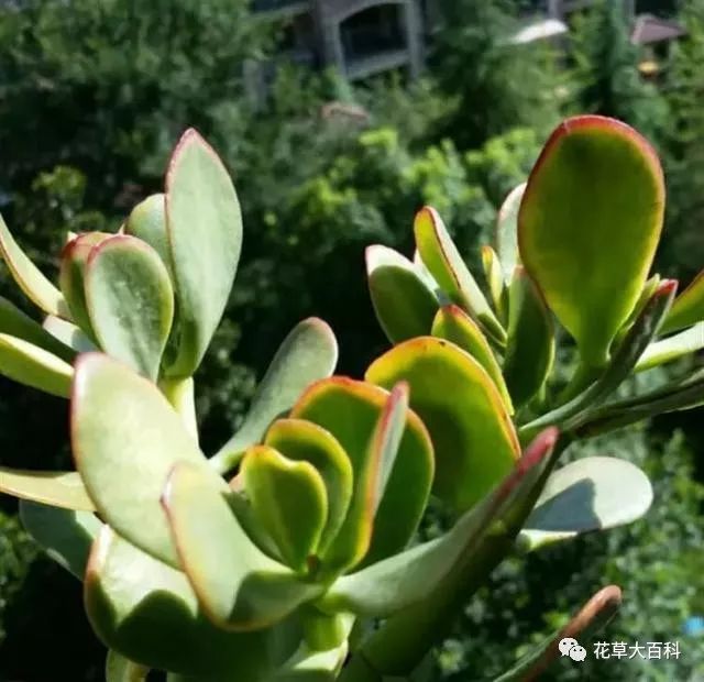 黑王子开花后怎么处理_开花处理黑王子后怎么养护_开花处理黑王子后怎么办