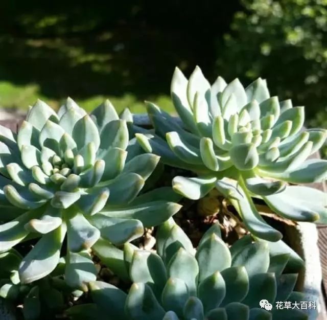 黑王子开花后怎么处理_开花处理黑王子后怎么办_开花处理黑王子后怎么养护