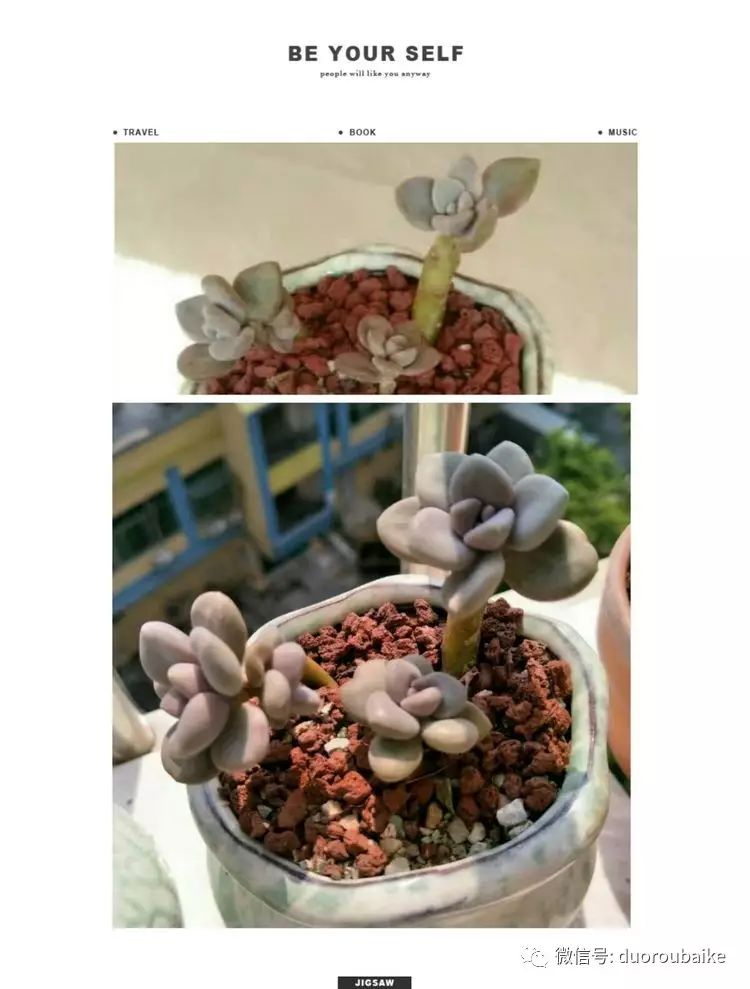 多肉黑王子掉叶子长斑_多肉叶子黑斑掉叶_多肉叶斑病