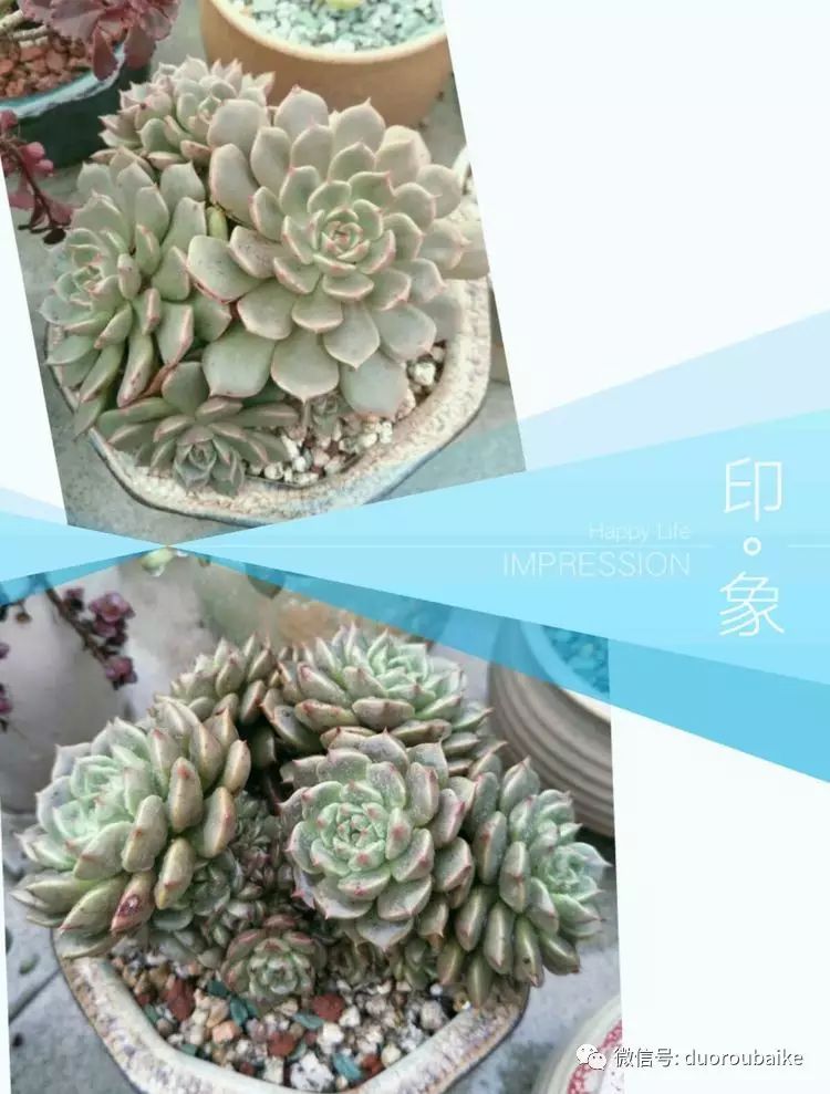 多肉叶子黑斑掉叶_多肉叶斑病_多肉黑王子掉叶子长斑