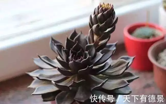 黑王子多肉植物特点_多肉植物黑王子养护_黑王子老桩多肉图片