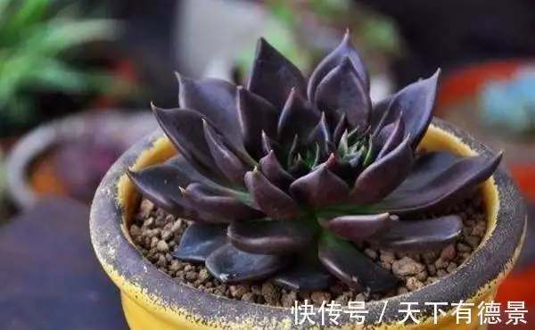 黑王子老桩多肉图片_多肉植物黑王子养护_黑王子多肉植物特点