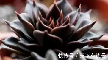 黑王子多肉植物特点_黑王子老桩多肉图片_多肉植物黑王子养护