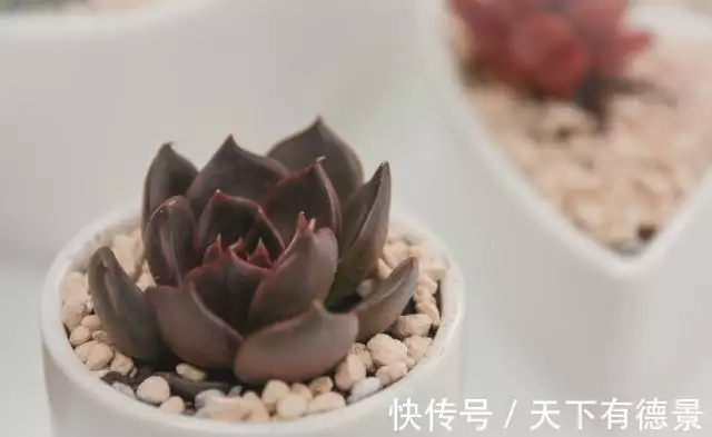 黑王子多肉植物特点_黑王子老桩多肉图片_多肉植物黑王子养护