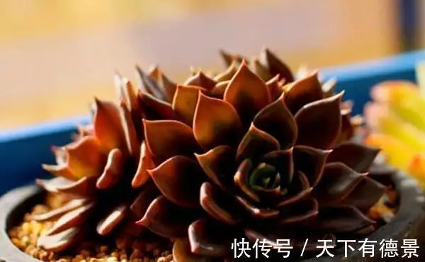多肉植物黑王子养护_黑王子老桩多肉图片_黑王子多肉植物特点
