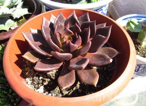 黑王子多肉植物光照温度管理_黑王子叶插用浇水吗_黑王子多肉植物种植方法