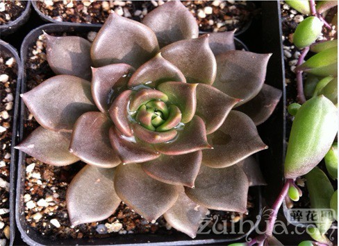 黑王子多肉植物光照温度管理_黑王子叶插用浇水吗_黑王子多肉植物种植方法
