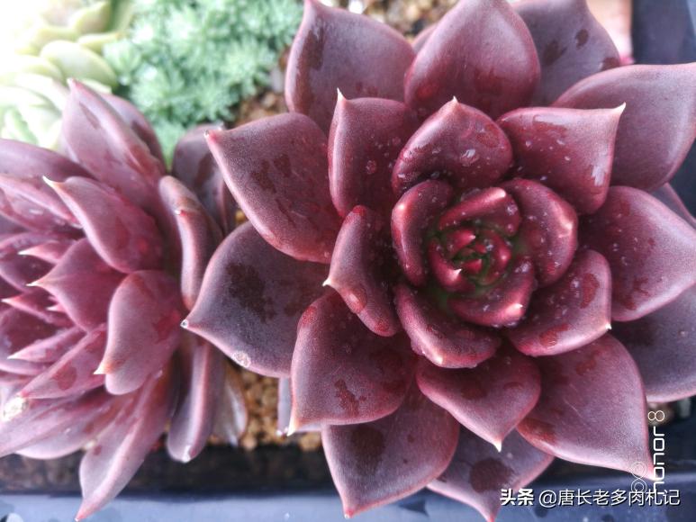 多肉罗密欧养护难度_多肉黑王子养护技巧_黑王子可以水培吗