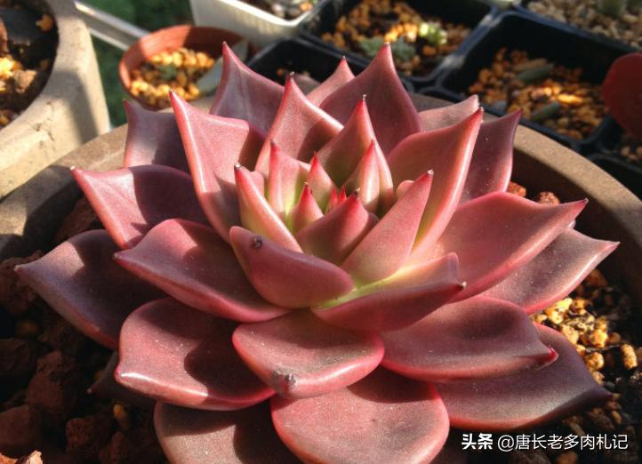 黑王子可以水培吗_多肉黑王子养护技巧_多肉罗密欧养护难度
