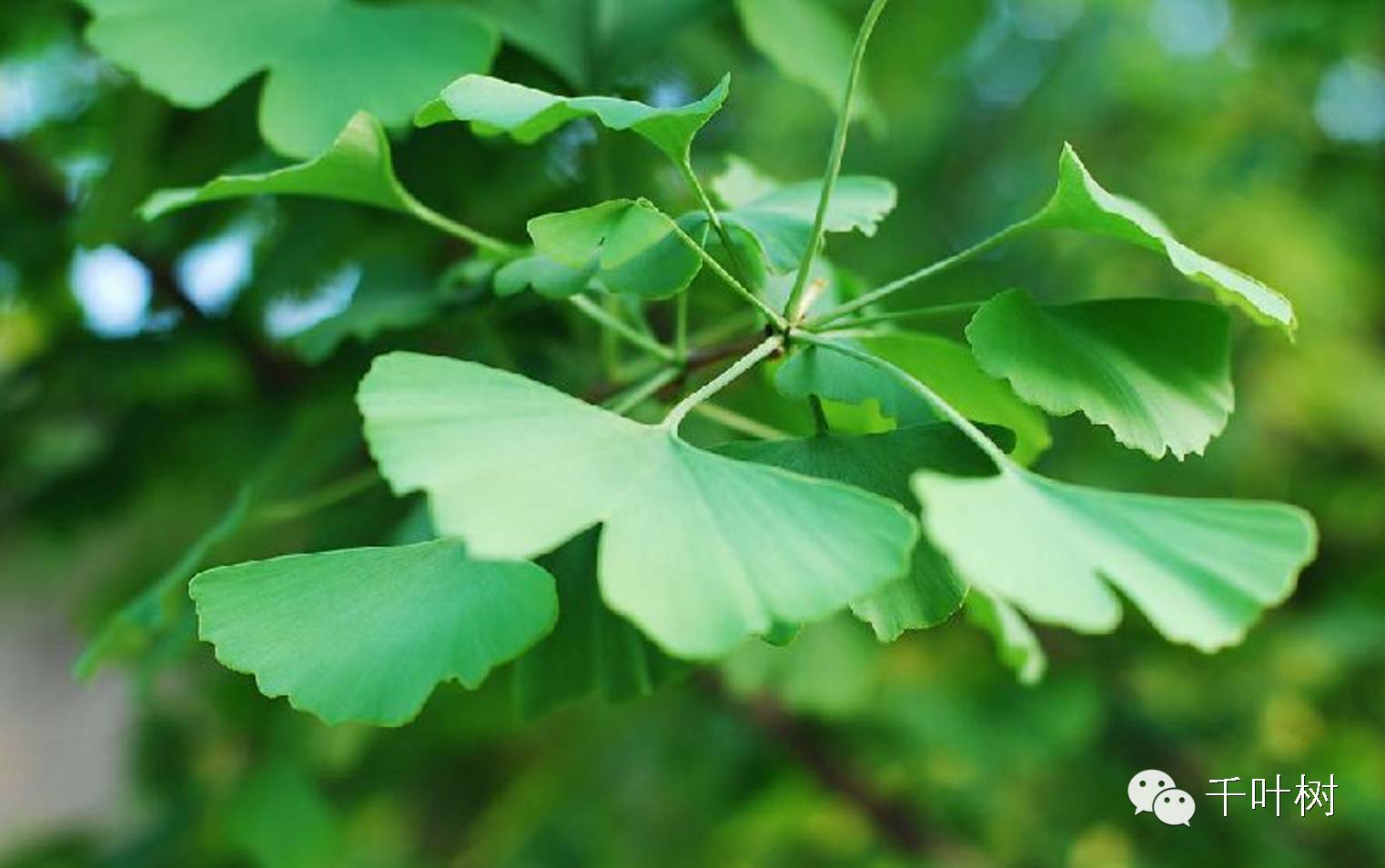 蓝朋友是男朋友吗_朋友啊朋友_朋友歌词