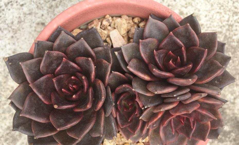 5年以上的多肉黑王子_多肉植物黑王子生长周期_黑王子多肉植物生长温度